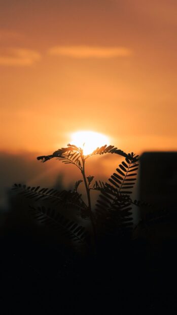 A beautiful sunset scene with leafy branches silhouetted in Ethiopia wallpapers, HD Mobile Wallpaper