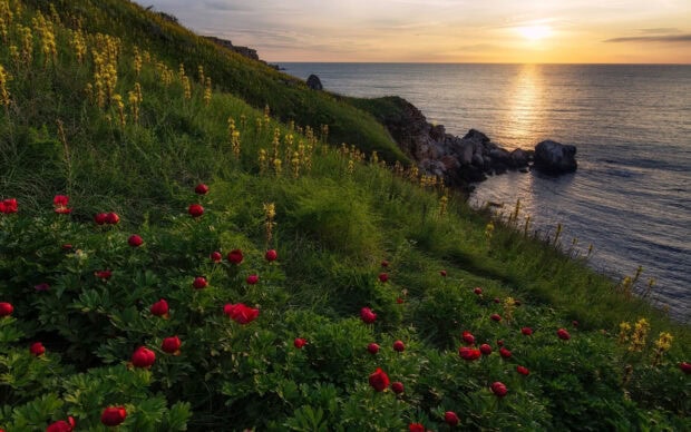 The Bulgaria wallpapers show a sunset over grassy hills with red and yellow flowers by the sea, 2K Desktop Wallpaper