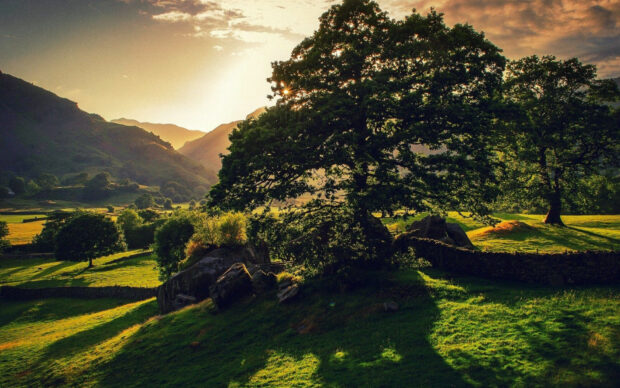 The sun sets behind a large tree casting long shadows on the green hills of the United Kingdom, HD Desktop Wallpaper