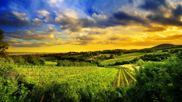 The Austria Wallpapers show vibrant vineyards under a dramatic sunset sky, 4K Desktop Wallpaper