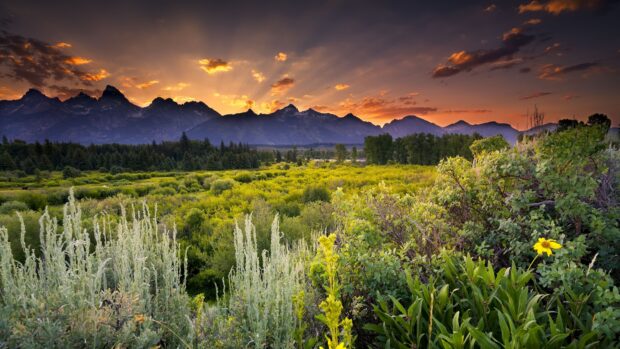 The scenery wallpapers show a colorful sunset behind mountain peaks with green bushes and flowers in the foreground, 4K Desktop Wallpaper