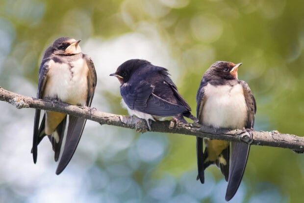 Three swallows perched on a branch with a blurred green background in this high quality wallpaper