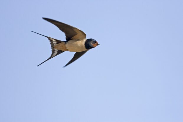 A high resolution wallpaper of a swallow bird flying against a clear blue sky