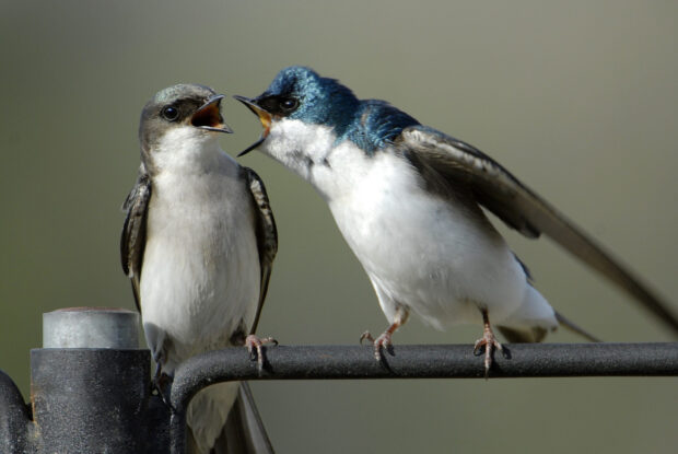 Two swallows perched on a metal rail with one bird appearing to call out to the other