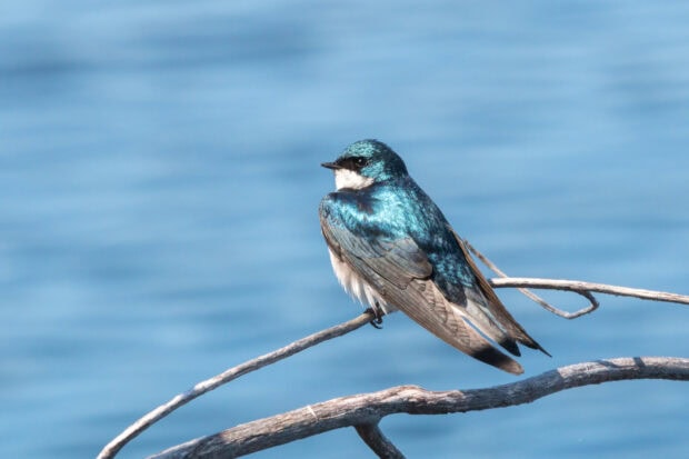 A shiny blue swallow perched on a branch with a soft blue water background