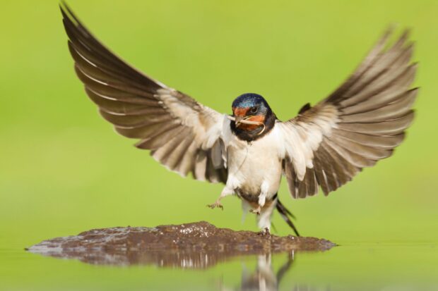 A swallow with open wings landing near water on a bright green background