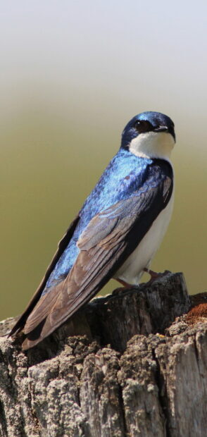 A close up of a swallow perched on weathered wood with vibrant blue feathers