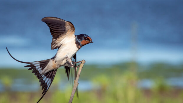 A swallow bird landing on a thin branch with a blurred natural background