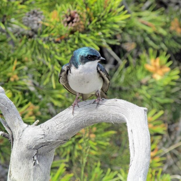 A blue and white swallow perched on a curved branch with green foliage background