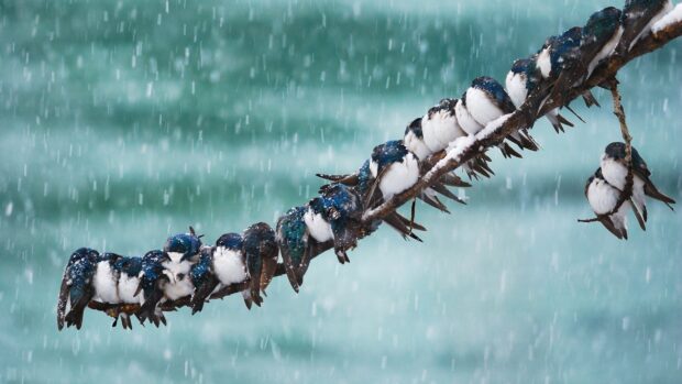 A group of swallows perched closely on a rain soaked branch on a cloudy day
