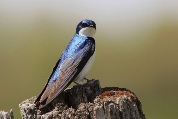 A high quality image of a swallow perched on a weathered tree stump against a soft blurred background