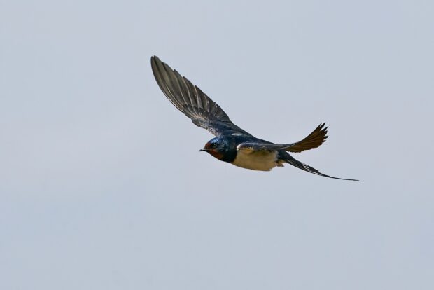 A swallow bird in flight with wings spread wide against a clear sky background