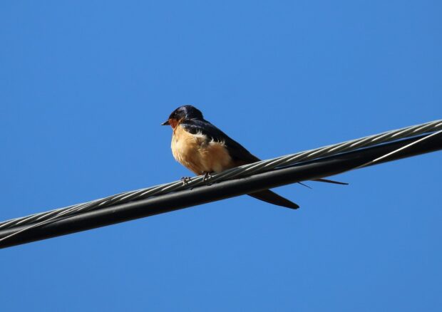 A swallow bird perched on electrical wires against a clear blue sky background