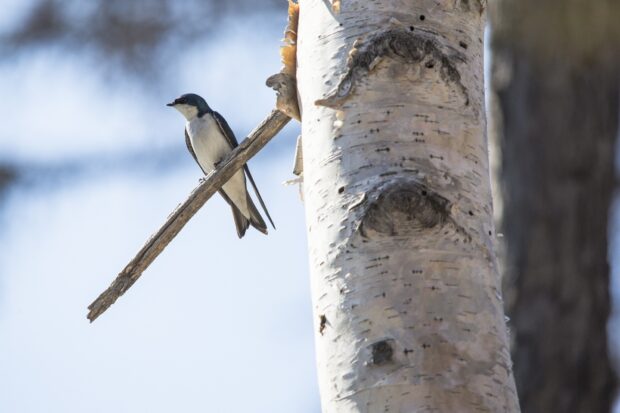 A swallow perched on a branch attached to a birch tree against a clear blue sky background