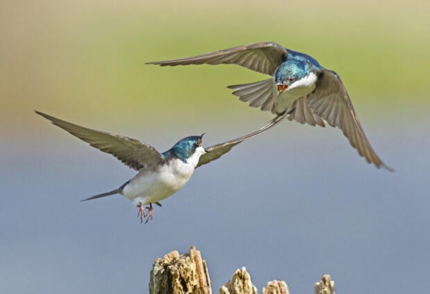 Two swallows are captured mid flight above wooden posts with a blurred natural background