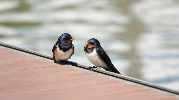 Two swallows perched on a wooden ledge near calm water in this high quality wallpaper