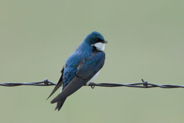 A blue swallow bird perched on a barbed wire against a soft green background