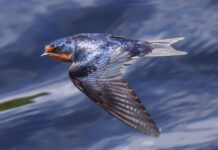A close up of a swallow bird in mid flight over a water surface