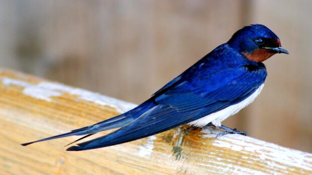 A close up of a swallow bird perched on a wooden railing with vibrant blue and white feathers