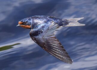 A close up of a swallow bird in mid flight over a water surface