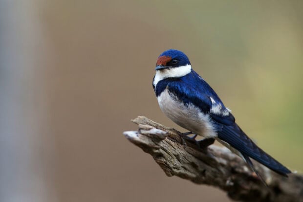 A close up of a swallow perched on a branch with detailed blue and white feathers