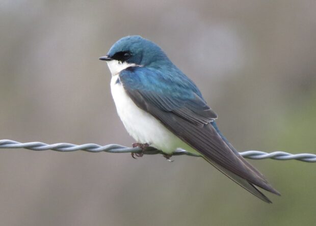 A close up of a swallow perched on a twisted wire with blue and white feathers