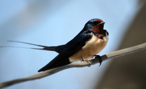 A close up of a swallow perched on a wire against a clear blue sky background