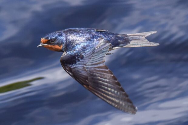 A close up of a swallow bird in mid flight over a water surface
