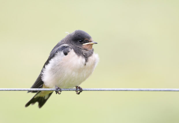 A close up of a swallow perched on a wire against a soft blurred background