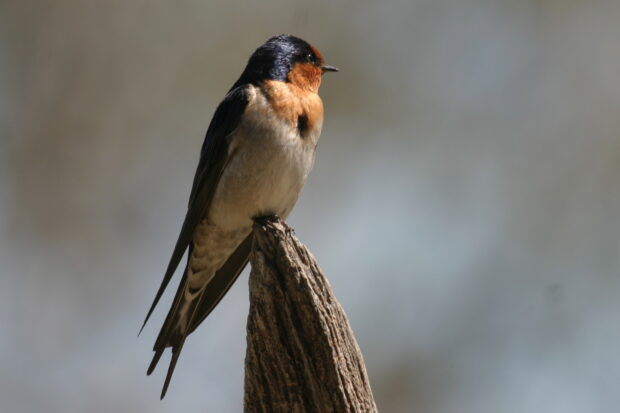 A close up of a swallow perched on a wooden branch against a blurred background