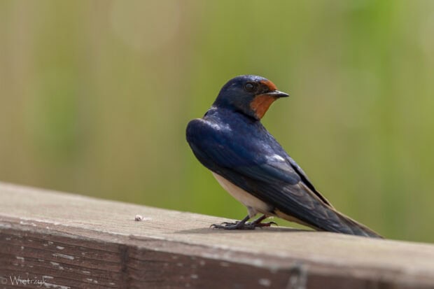 A close up of a swallow perched on a wooden railing with a blurred green background