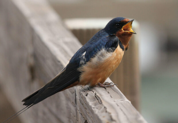 A close up of a swallow bird with its beak open perched on a wooden railing
