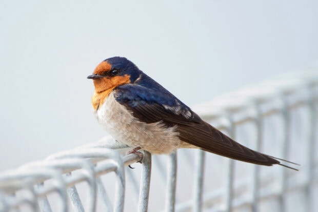A close up of a swallow perched on a metal fence with a soft background