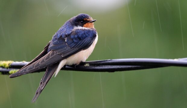 A close up of a swallow with raindrops sitting on a wire against a green blurred background