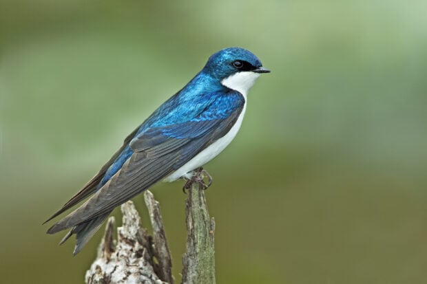 A vibrant blue and white swallow perched on a wooden branch against a blurred green background