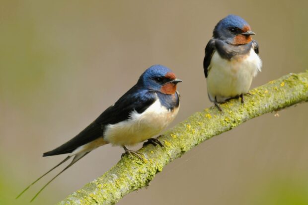 Two colorful swallows perched on a mossy branch in a natural setting