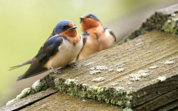 Two colorful swallows perched on a mossy wooden surface in nature