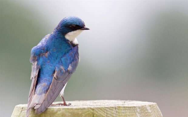 A close up of a blue swallow perched on a wooden post in natural light