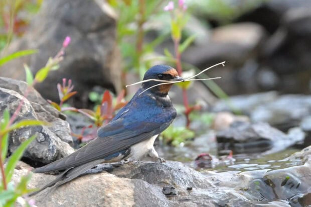 A swallow perched on a rock holding twigs in its beak near a small water stream in nature