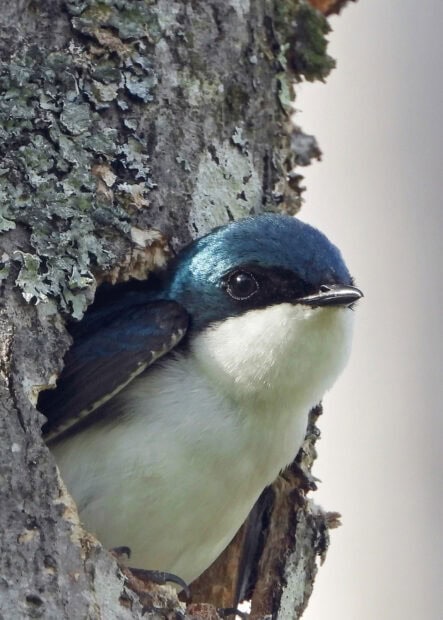 A close up of a swallow bird peeking out from a tree hollow with detailed feathers