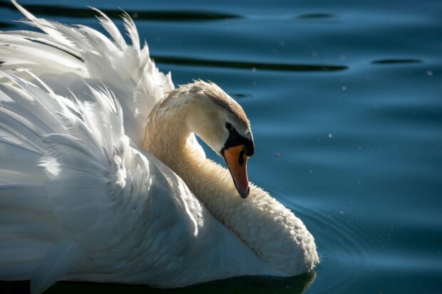 A graceful swan with detailed white feathers gliding smoothly across calm blue water