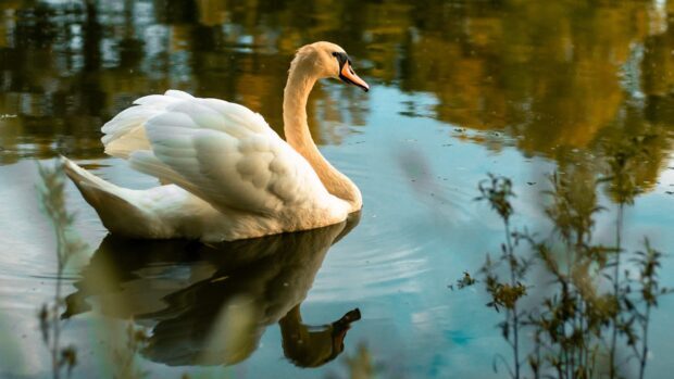 A graceful white swan glides peacefully on the calm water reflecting autumn colors