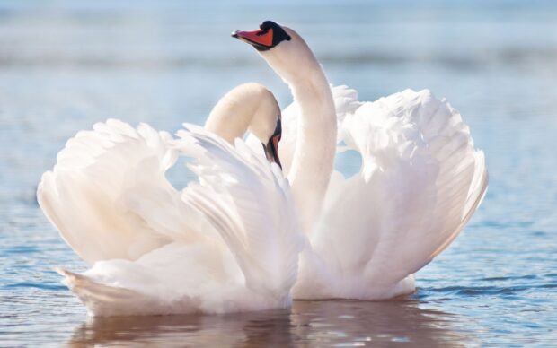 A pair of elegant swans with raised wings swim gracefully on a calm lake