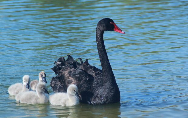 A black swan gracefully swims on the lake surrounded by its fluffy white cygnets