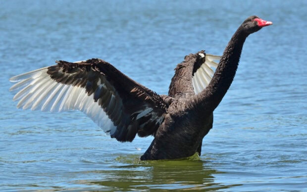 A black swan with outstretched wings standing in the calm lake water