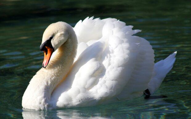 A graceful white swan swimming peacefully on clear water in this beautiful swan wallpaper