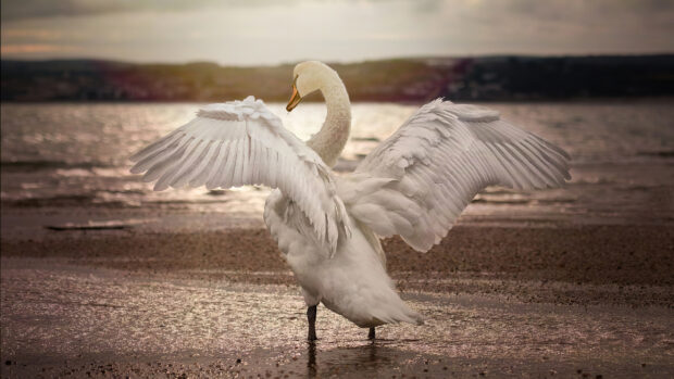 A graceful swan spreads its wings by the lakeshore at sunset in this beautiful swan wallpaper