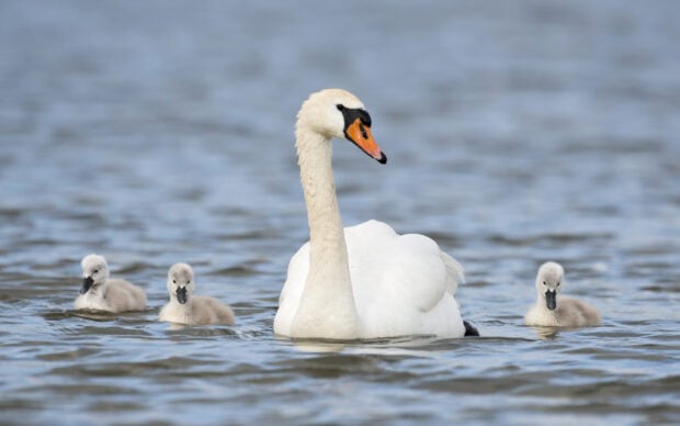 A white swan swims gracefully with three fluffy cygnets in calm water for a serene background