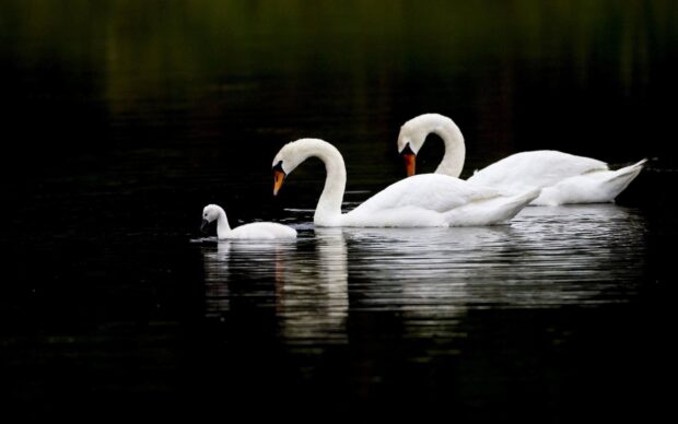 Two adult swans and a cygnet swimming peacefully on dark water at dusk