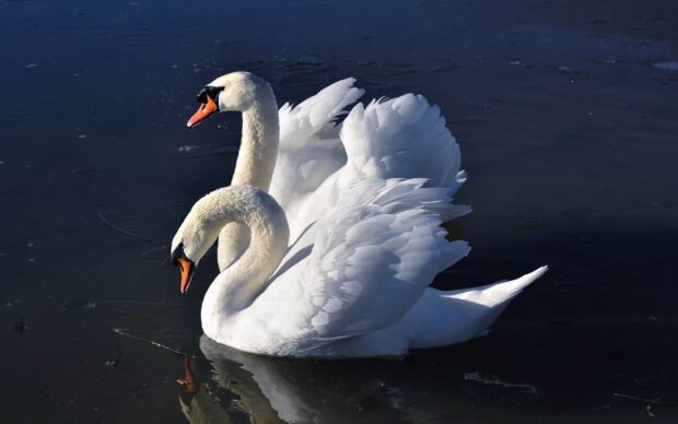 Two elegant swan wallpapers feature white swans gracefully floating on dark water